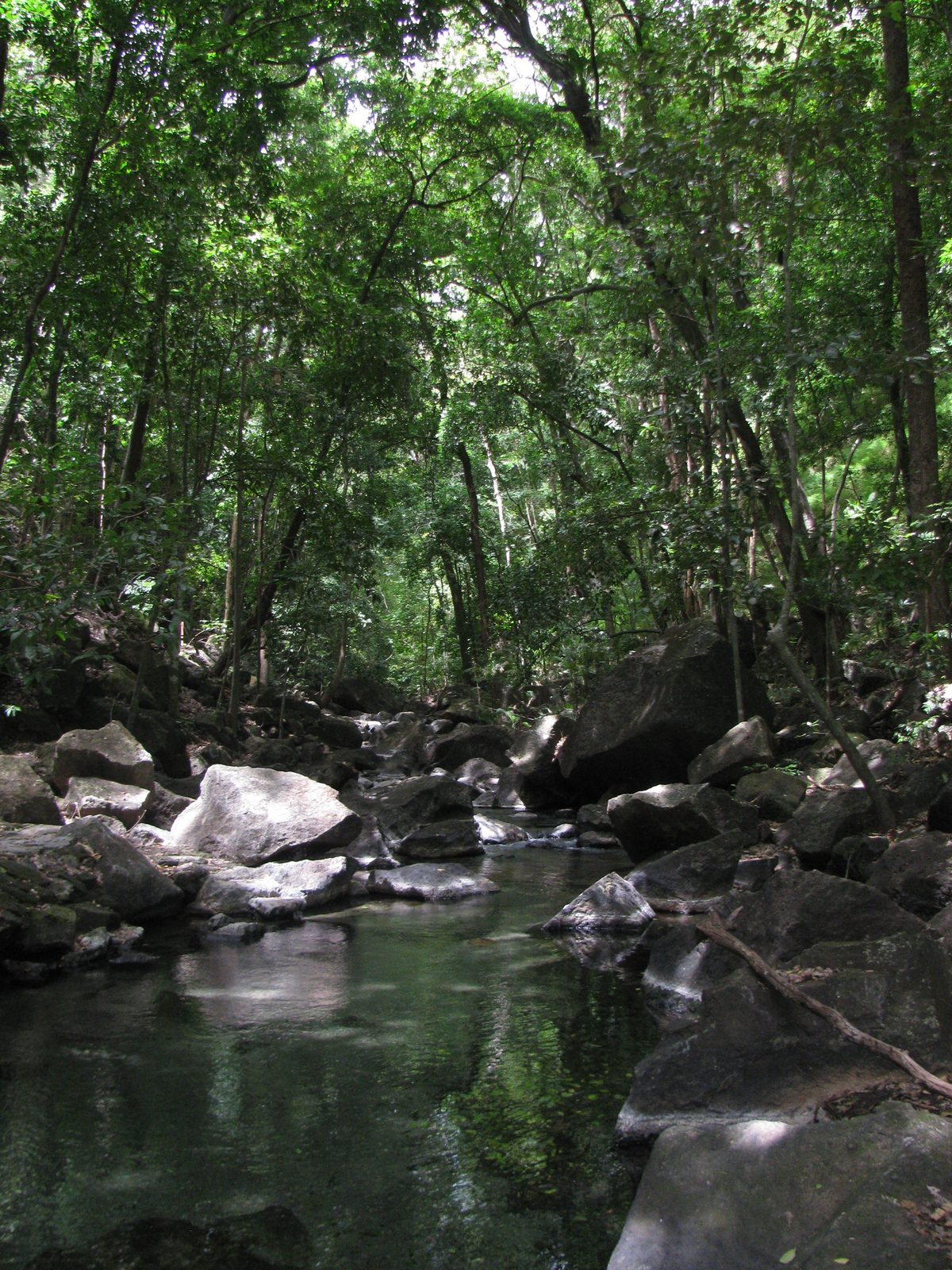 A clear stream running between mossy boulders under a green forest canopy